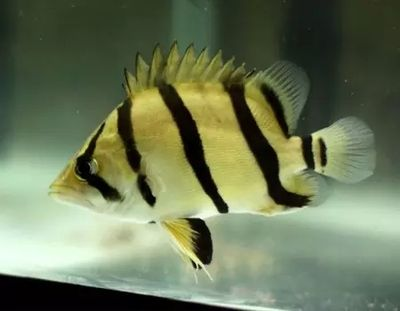 小虎魚吃飼料嗎會死嗎：小虎魚可以吃飼料嗎？