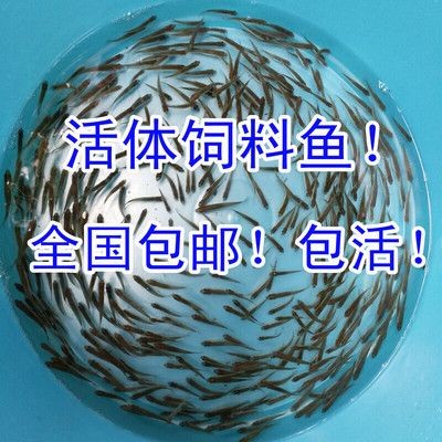 小虎魚吃飼料嗎會死嗎：小虎魚可以吃飼料嗎？