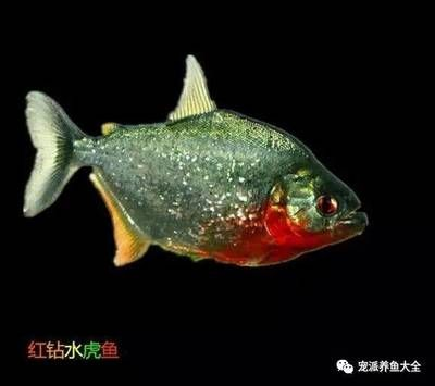虎魚身形：虎魚的體型大小各異,一般來說,它們的體長可以達到100～150厘米