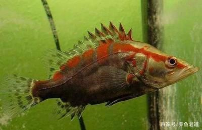 虎魚身形：虎魚的體型大小各異,一般來說,它們的體長可以達到100～150厘米