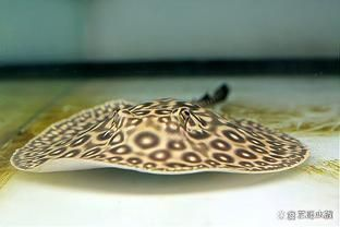 新手養(yǎng)BD魟魚注意事項：bd魟魚適宜的水族箱大小