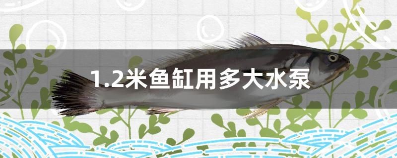 1.2米魚缸用多大水泵 1.2米魚缸用多大水泵 馬來(lái)西亞咖啡