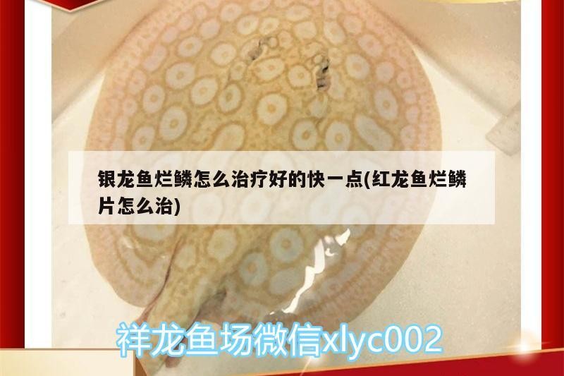 銀龍魚爛鱗怎么治療好的快一點(紅龍魚爛鱗片怎么治)