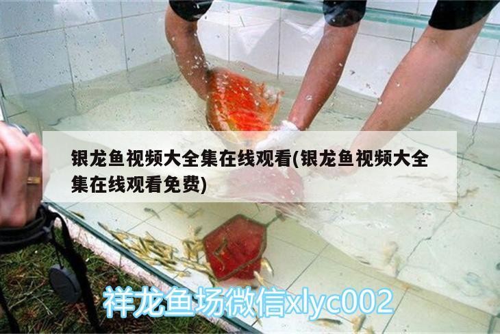 銀龍魚視頻大全集在線觀看(銀龍魚視頻大全集在線觀看免費(fèi))