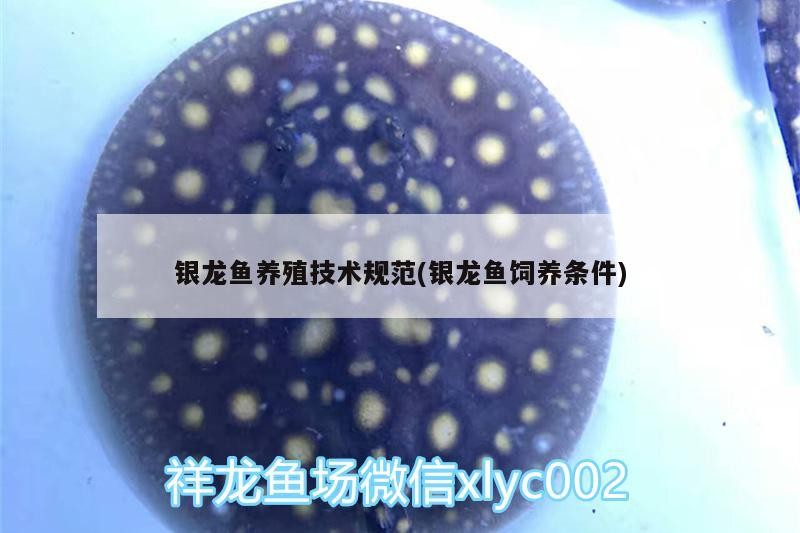 銀龍魚養(yǎng)殖技術(shù)規(guī)范(銀龍魚飼養(yǎng)條件) 銀龍魚養(yǎng)殖技術(shù)規(guī)范(銀龍魚飼養(yǎng)條件) 銀龍魚百科
