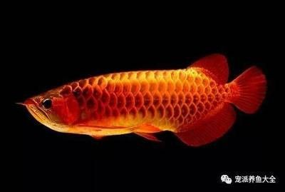龍魚的飼養要點是什么意思 龍魚的飼養要點是什么意思 龍魚百科 第1張