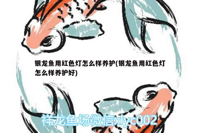 龍魚壽命一般多久？，判斷龍魚是否接近壽命終點，從多方面分析龍魚是否接近壽命終點