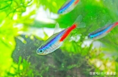 暴曬的水能馬上放魚缸：暴曬后的水可以直接倒入魚缸嗎？