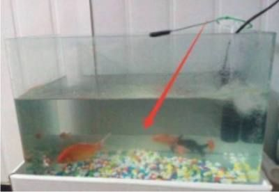 暴曬的水能馬上放魚缸：暴曬后的水可以直接倒入魚缸嗎？