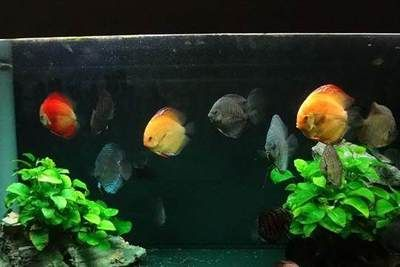 暴曬的水能馬上放魚缸：暴曬后的水可以直接倒入魚缸嗎？