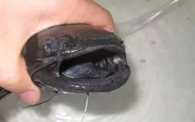小紅龍魚鰭長得大：如何通過飲食促進魚鰭生長，小紅龍魚鰭寬大鑒賞技巧