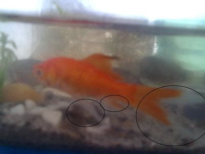 小紅龍魚鰭長得大：如何通過飲食促進魚鰭生長，小紅龍魚鰭寬大鑒賞技巧