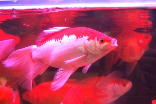小紅龍魚鰭長得大：如何通過飲食促進魚鰭生長，小紅龍魚鰭寬大鑒賞技巧