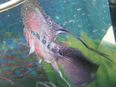 小紅龍魚鰭長得大：如何通過飲食促進魚鰭生長，小紅龍魚鰭寬大鑒賞技巧
