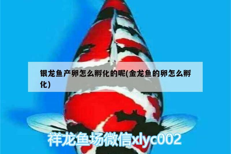 銀龍魚產卵怎么孵化的呢(金龍魚的卵怎么孵化)