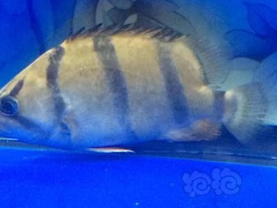 虎魚體色發白怎么治：虎魚體色發白怎么治療