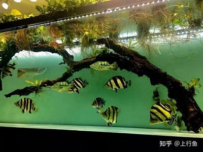 5厘米虎魚喂什么好養(yǎng)活一點(diǎn)：5厘米的小虎魚喂什么好養(yǎng)活一點(diǎn) 5厘米虎魚喂什么好養(yǎng)活一點(diǎn)：5厘米的小虎魚喂什么好養(yǎng)活一點(diǎn) 虎魚百科 第2張