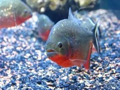 5厘米虎魚喂什么好養(yǎng)活一點(diǎn)：5厘米的小虎魚喂什么好養(yǎng)活一點(diǎn) 5厘米虎魚喂什么好養(yǎng)活一點(diǎn)：5厘米的小虎魚喂什么好養(yǎng)活一點(diǎn) 虎魚百科 第3張