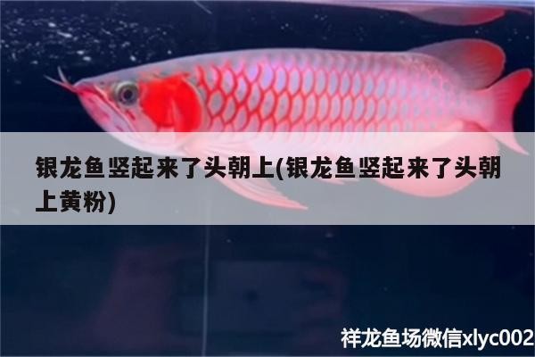 銀龍魚(yú)豎起來(lái)了頭朝上(銀龍魚(yú)豎起來(lái)了頭朝上黃粉)