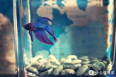 120長40寬的魚缸能養什么魚：120長40寬的魚缸可以養多種魚類，具體取決于您的喜好和飼養經驗 120長40寬的魚缸能養什么魚：120長40寬的魚缸可以養多種魚類，具體取決于您的喜好和飼養經驗 魚缸百科 第1張