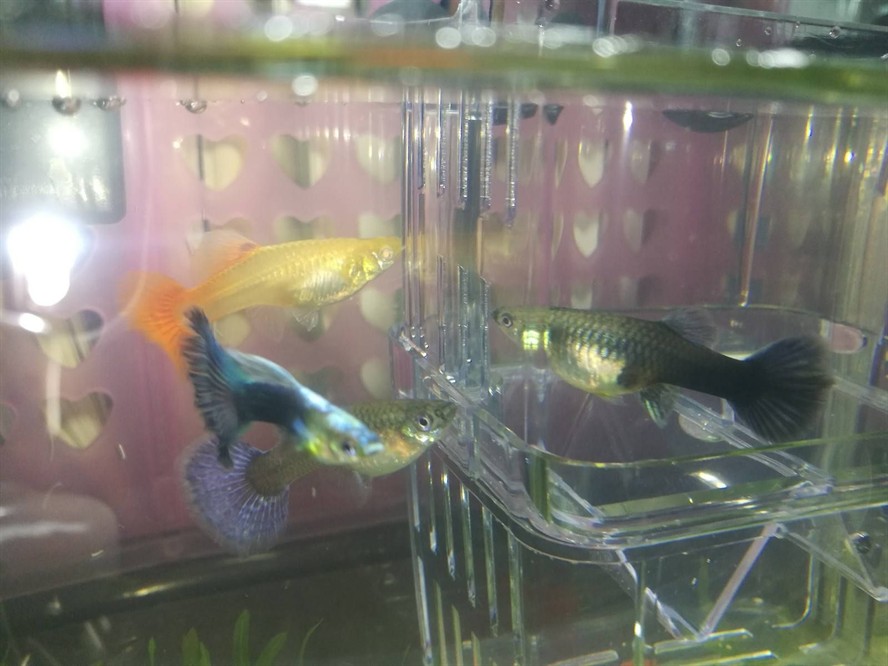 120長40寬的魚缸能養什么魚：120長40寬的魚缸可以養多種魚類，具體取決于您的喜好和飼養經驗 120長40寬的魚缸能養什么魚：120長40寬的魚缸可以養多種魚類，具體取決于您的喜好和飼養經驗 魚缸百科 第2張