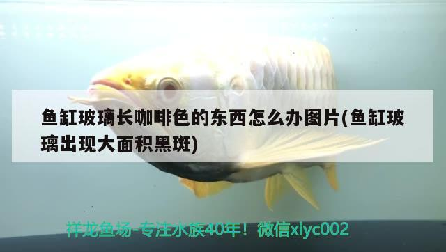 魚缸玻璃長咖啡色的東西怎么辦圖片(魚缸玻璃出現大面積黑斑) 魚缸玻璃長咖啡色的東西怎么辦圖片(魚缸玻璃出現大面積黑斑) 馬來西亞咖啡