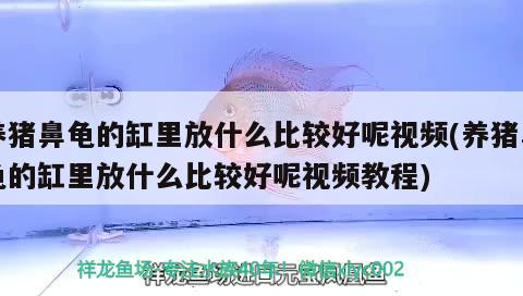 養豬鼻龜的缸里放什么比較好呢視頻(養豬鼻龜的缸里放什么比較好呢視頻教程)