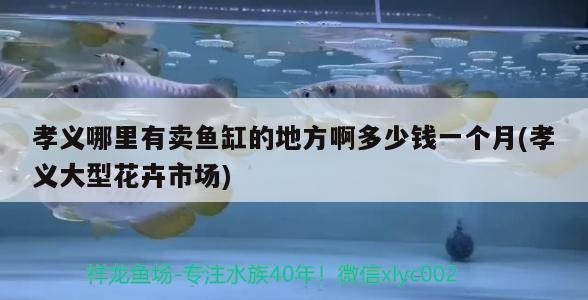 孝義哪里有賣魚缸的地方啊多少錢一個月(孝義大型花卉市場)