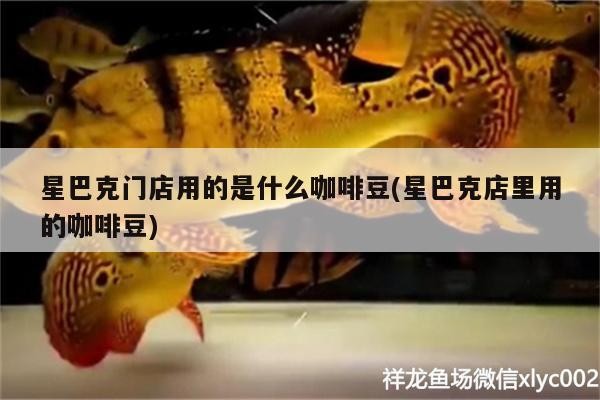 星巴克門店用的是什么咖啡豆(星巴克店里用的咖啡豆) 星巴克門店用的是什么咖啡豆(星巴克店里用的咖啡豆) 馬來(lái)西亞咖啡