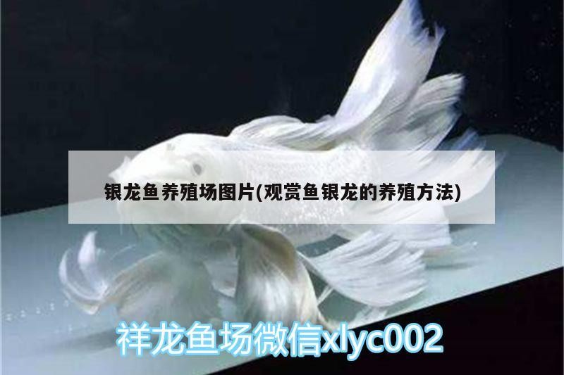 銀龍魚養殖場圖片(觀賞魚銀龍的養殖方法)