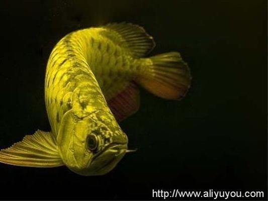 普通龍魚價(jià)格多少錢一條啊，普通龍魚價(jià)格波動(dòng)原因如何辨別龍魚品相好壞