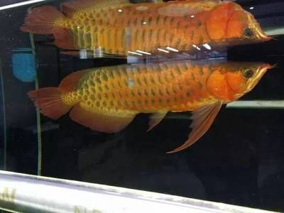 養龍魚有什么忌諱嗎：養龍魚時有哪些忌諱需要注意？