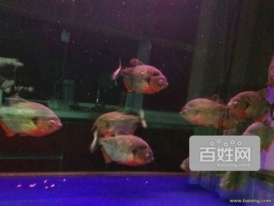 12厘米虎魚能吃多大小魚：12厘米虎魚可以吃多大小魚嗎12厘米虎魚能吃多大小魚嗎