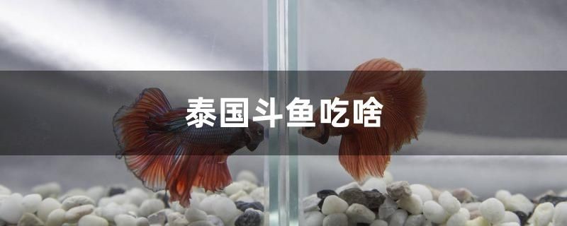 泰國斗魚吃啥 泰國斗魚吃啥 馬來西亞咖啡