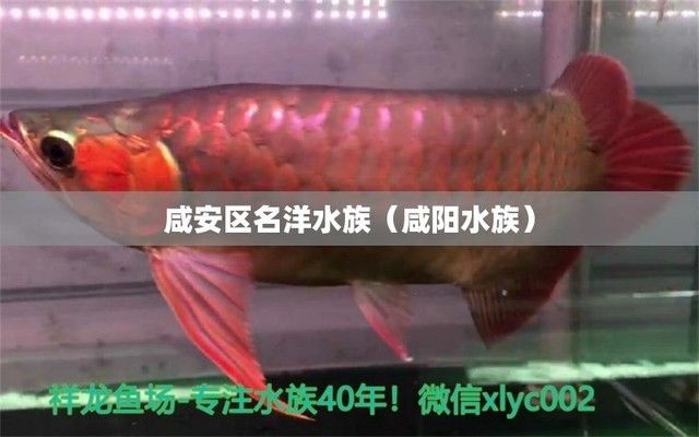 咸陽水族館vs祥龍魚場（咸陽水族館與祥龍魚場之間的差異之前，我們需要明確兩者的主要業(yè)務(wù)和特點）