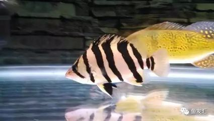 雜紋虎魚好看嗎：雜紋虎魚好看嗎雜紋虎魚好看嗎 雜紋虎魚好看嗎：雜紋虎魚好看嗎雜紋虎魚好看嗎 虎魚百科 第3張