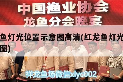 銀龍魚燈光位置示意圖高清(紅龍魚燈光位置示意圖)