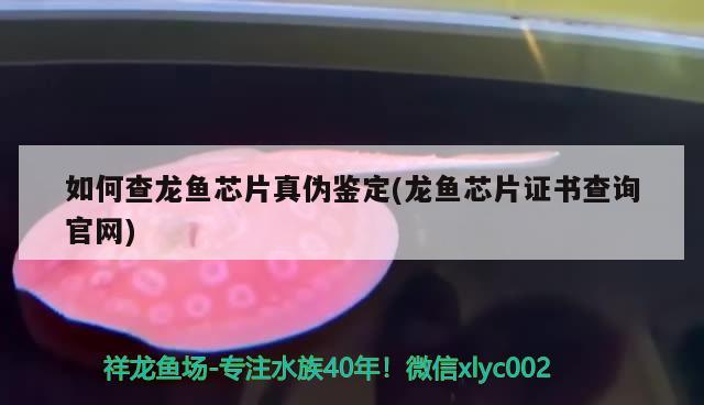 如何查龍魚芯片真偽鑒定(龍魚芯片證書查詢官網)