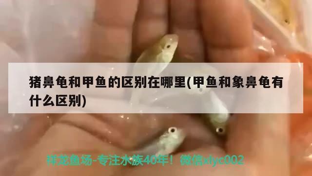 豬鼻龜和甲魚(yú)的區(qū)別在哪里(甲魚(yú)和象鼻龜有什么區(qū)別)