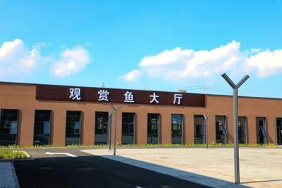 大魯店觀賞魚批發市場開門了嗎今天（大魯店觀賞魚批發市場2024年營業時間有所變動）