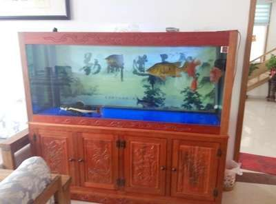 威海龍魚vs祥龍魚場（威海龍魚與祥龍魚場有什么區別？） 威海龍魚vs祥龍魚場（威海龍魚與祥龍魚場有什么區別？） 全國水族館企業名錄 第2張