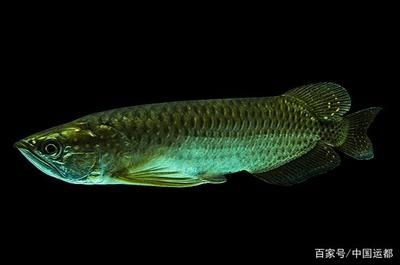 威海龍魚vs祥龍魚場（威海龍魚與祥龍魚場有什么區別？） 威海龍魚vs祥龍魚場（威海龍魚與祥龍魚場有什么區別？） 全國水族館企業名錄 第5張