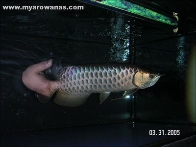 威海龍魚vs祥龍魚場（威海龍魚與祥龍魚場有什么區別？） 威海龍魚vs祥龍魚場（威海龍魚與祥龍魚場有什么區別？） 全國水族館企業名錄 第4張