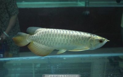 銀龍魚和紅龍魚哪個貴：紅龍魚和銀龍魚的價格差異 銀龍魚和紅龍魚哪個貴：紅龍魚和銀龍魚的價格差異 紅龍魚百科 第3張