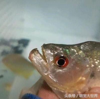 虎魚(yú)叫什么魚(yú)名字：虎魚(yú)叫什么名字
