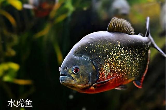 虎魚(yú)叫什么魚(yú)名字：虎魚(yú)叫什么名字