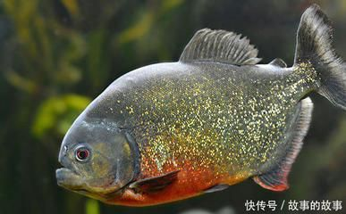 虎魚(yú)叫什么魚(yú)名字：虎魚(yú)叫什么名字