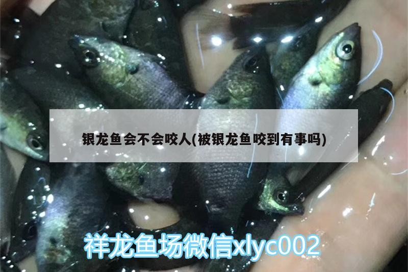 銀龍魚會不會咬人(被銀龍魚咬到有事嗎)