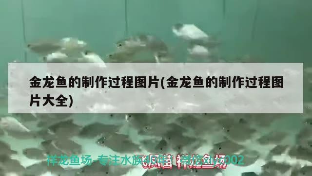 金龍魚的制作過程圖片(金龍魚的制作過程圖片大全)