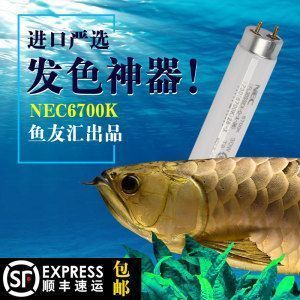 龍魚進口限制品種，亞洲龍魚受到國際貿易限制品種的原因、種類以及如何應對